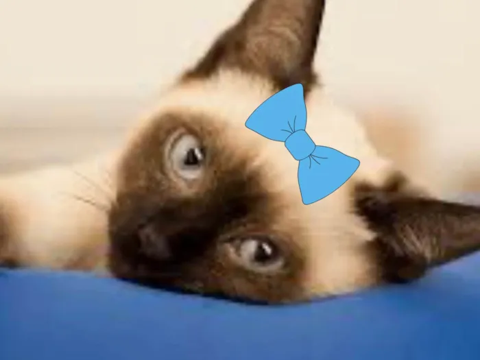Gato ra a Siamês idade 2 a 6 meses nome Cristal 