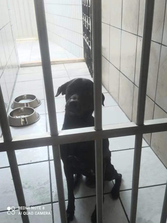 Cachorro ra a SRD-ViraLata idade 1 ano nome Black 