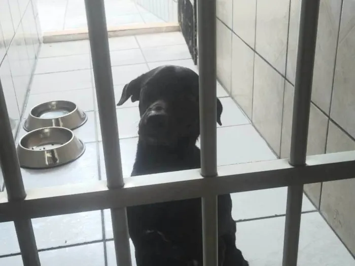 Cachorro ra a SRD-ViraLata idade 1 ano nome Black 