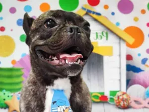Cachorro raça Setter idade 3 anos nome Apolo