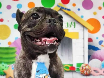 Cachorro raça Setter idade 3 anos nome Apolo