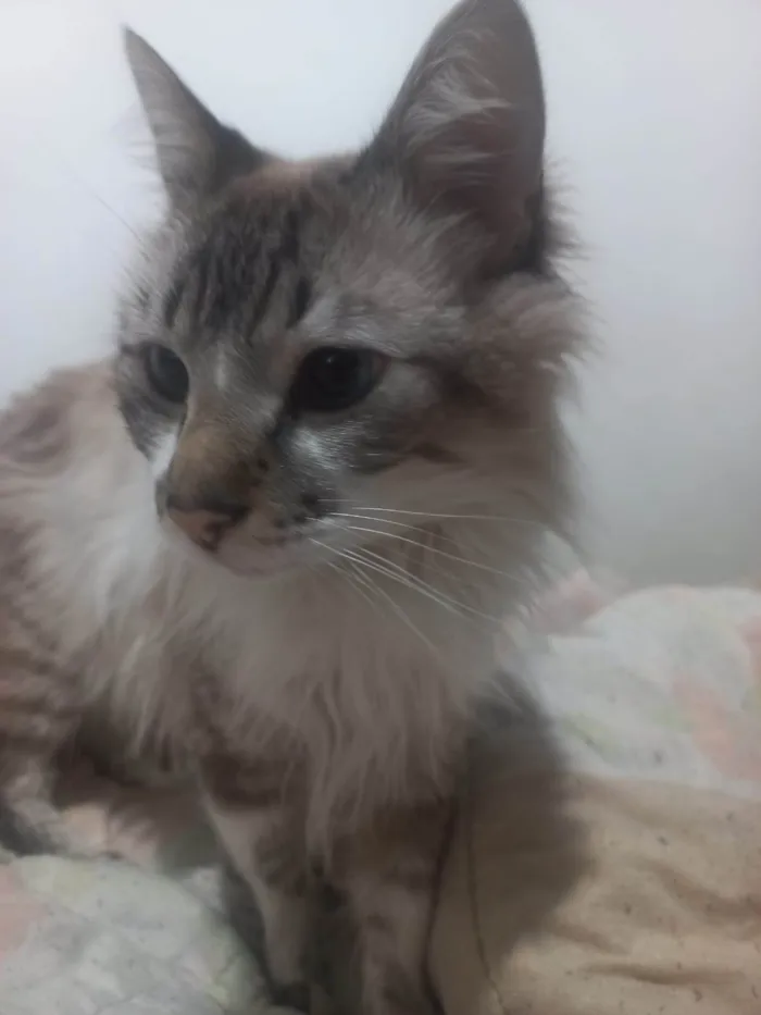 Gato ra a SRD-ViraLata idade 2 anos nome Mandos