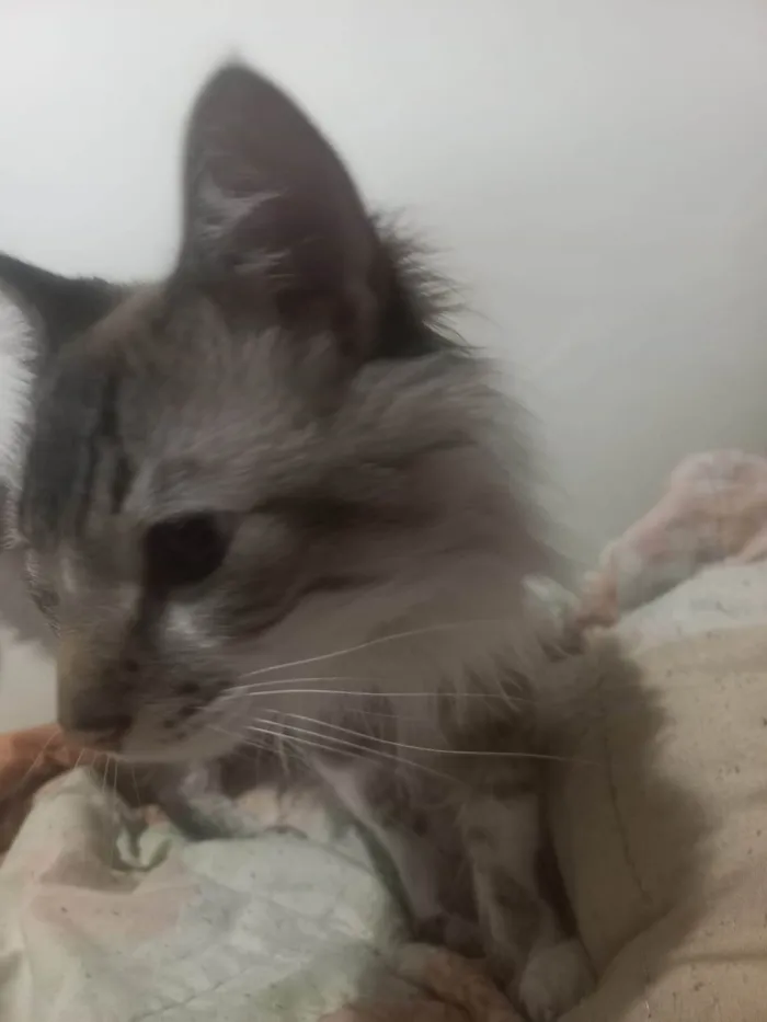 Gato ra a SRD-ViraLata idade 2 anos nome Mandos
