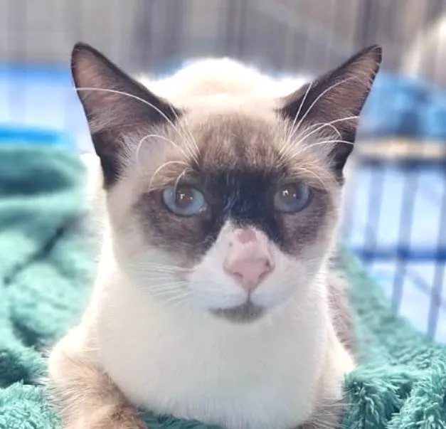 Gato ra a Siamês idade 2 a 6 meses nome Cauã 