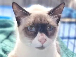 Gato raça Siamês idade 2 a 6 meses nome Cauã 