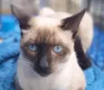 Kiko