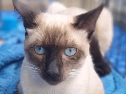 Gato raça Siamês idade 2 a 6 meses nome Kiko 