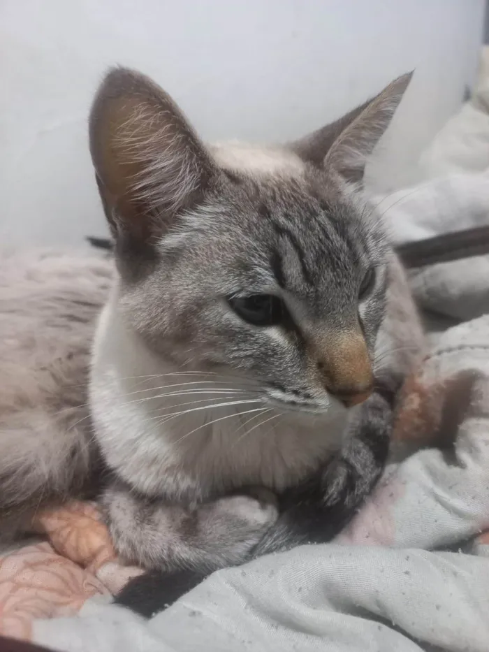 Gato ra a SRD-ViraLata idade 2 anos nome Bela