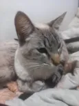 Bela