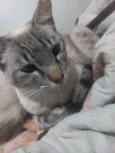 Bela