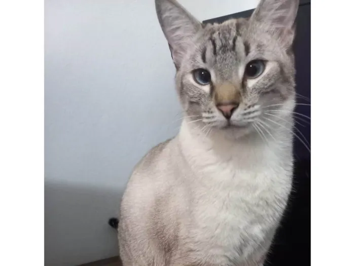 Gato ra a SRD-ViraLata idade 2 anos nome Bela
