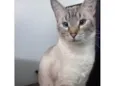 Bela