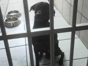 Cachorro raça SRD-ViraLata idade 1 ano nome Black 