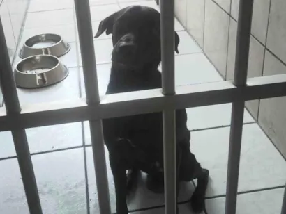 Cachorro raça SRD-ViraLata idade 1 ano nome Black 