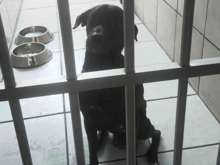Cachorro ra a SRD-ViraLata idade 1 ano nome Black 