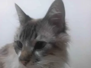 Gato raça SRD-ViraLata idade 2 anos nome Mandos