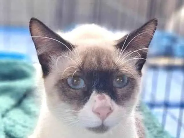 Gato ra a Siamês idade 2 a 6 meses nome Cauã 