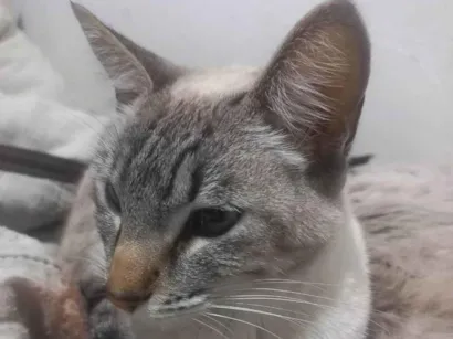 Gato raça SRD-ViraLata idade 2 anos nome Bela