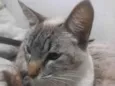 Bela