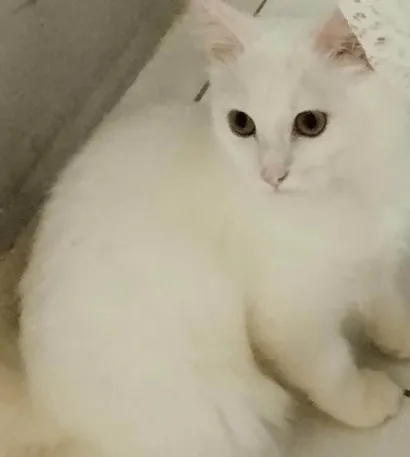 Gato raça SRD-ViraLata idade 7 a 11 meses nome Estela 
