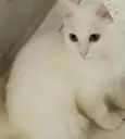 Estela