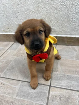 Cachorro raça SRD-ViraLata idade 2 a 6 meses nome Manoela