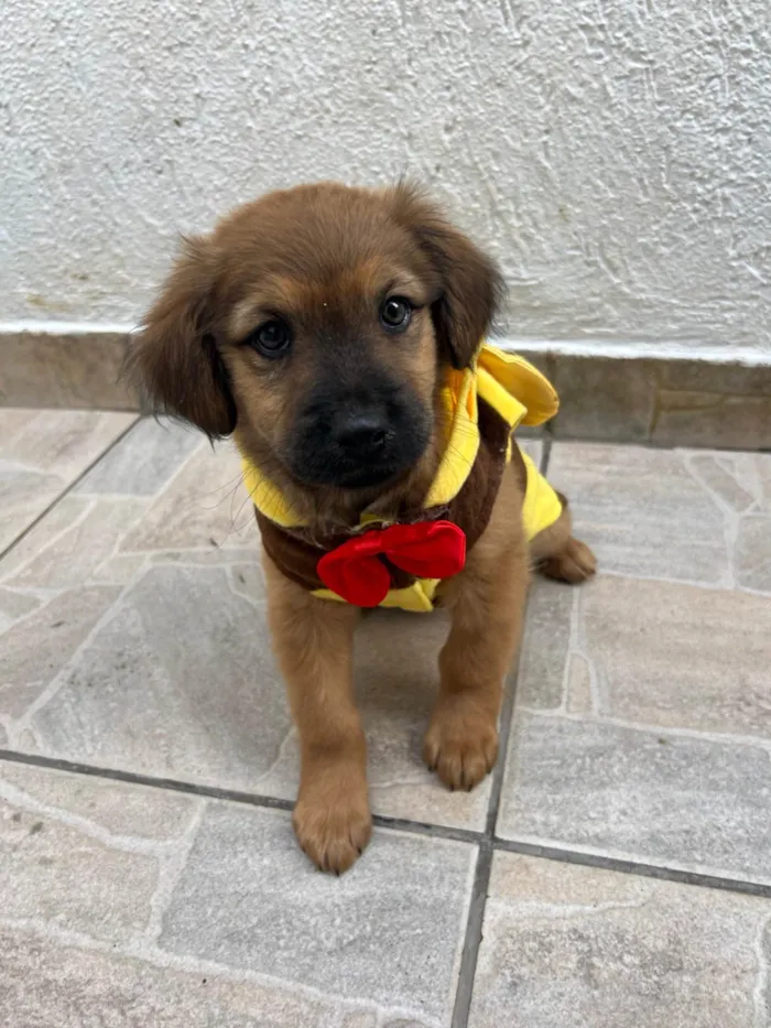 Cachorro ra a SRD-ViraLata idade 2 a 6 meses nome Manoela