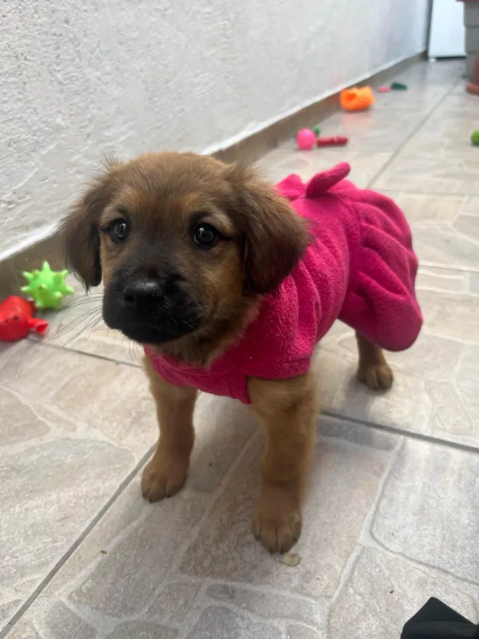 Cachorro ra a SRD-ViraLata idade 2 a 6 meses nome Manoela