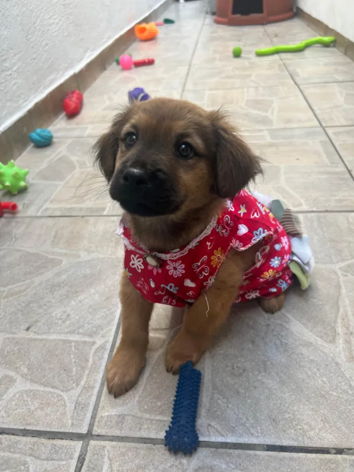 Cachorro ra a SRD-ViraLata idade 2 a 6 meses nome Manoela