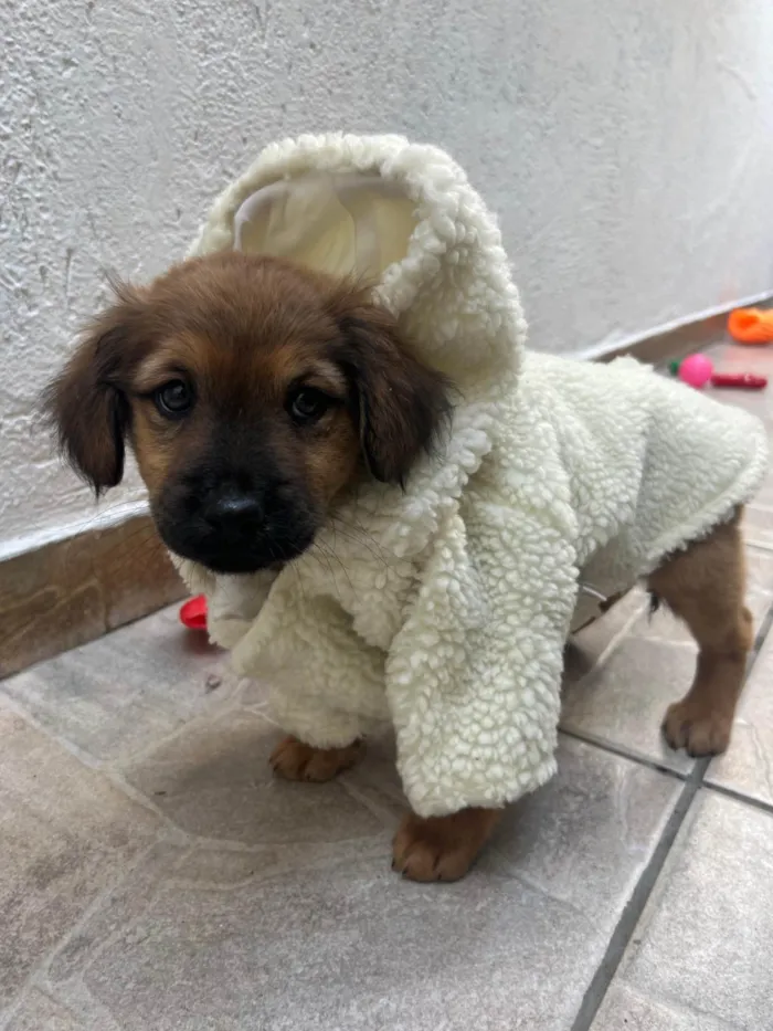 Cachorro ra a SRD-ViraLata idade 2 a 6 meses nome Manoela
