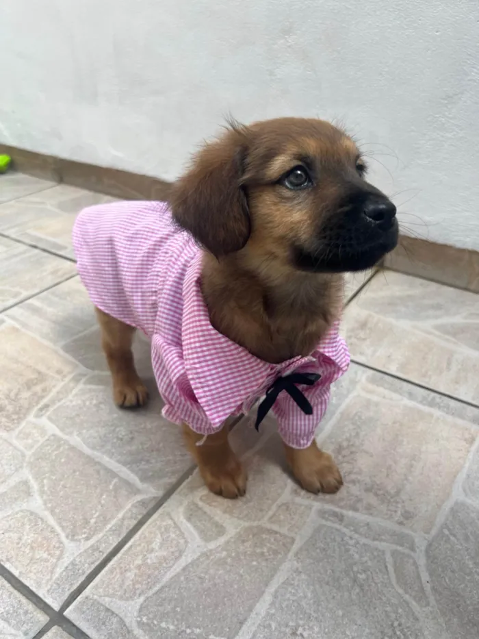 Cachorro ra a SRD-ViraLata idade 2 a 6 meses nome Manoela