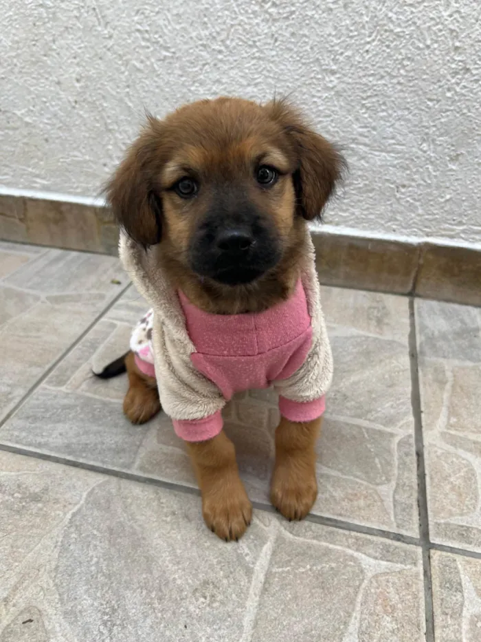 Cachorro ra a SRD-ViraLata idade 2 a 6 meses nome Manoela
