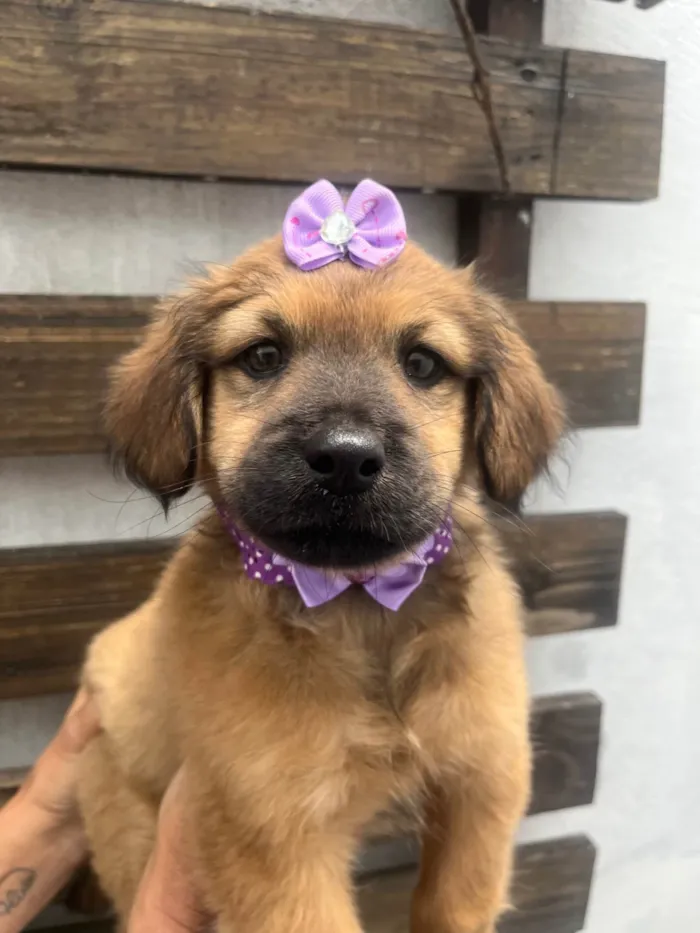 Cachorro ra a SRD-ViraLata idade 2 a 6 meses nome Manoela