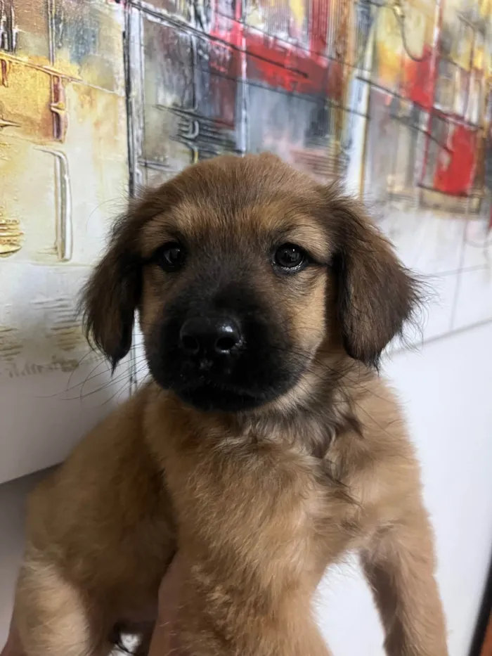 Cachorro ra a SRD-ViraLata idade 2 a 6 meses nome Manoela