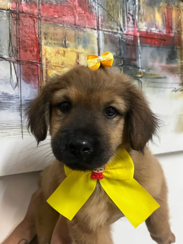 Cachorro ra a SRD-ViraLata idade 2 a 6 meses nome Manoela