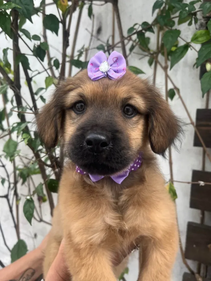 Cachorro ra a SRD-ViraLata idade 2 a 6 meses nome Manoela