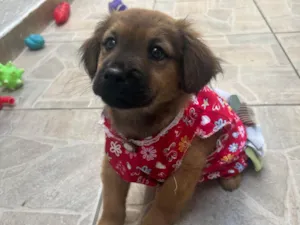 Cachorro raça SRD-ViraLata idade 2 a 6 meses nome Manoela