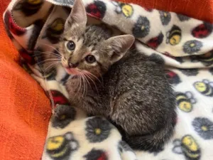 Gato raça SRD-ViraLata idade Abaixo de 2 meses nome Gatinhos