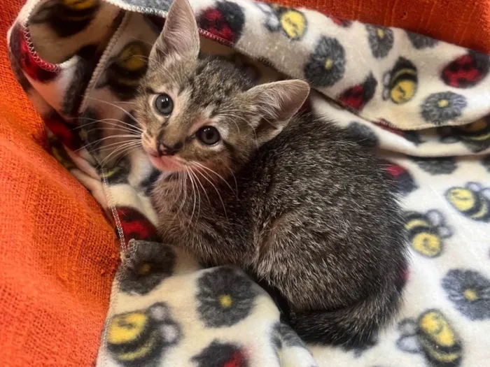 Gato ra a SRD-ViraLata idade Abaixo de 2 meses nome Gatinhas