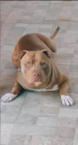 Apollo
