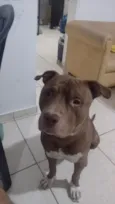 Apollo