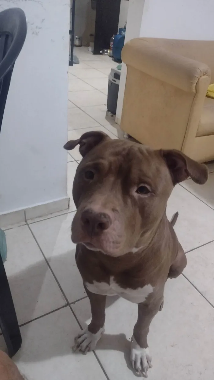 Cachorro ra a Pit-Bull idade 3 anos nome Apollo