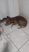 Apollo