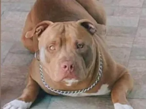 Cachorro raça Pit-Bull idade 3 anos nome Apollo