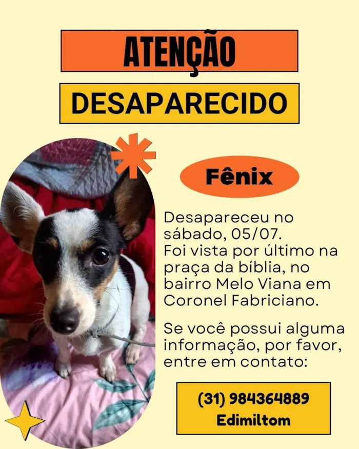 Cachorro ra a Pinscher idade 1 ano nome Fenix