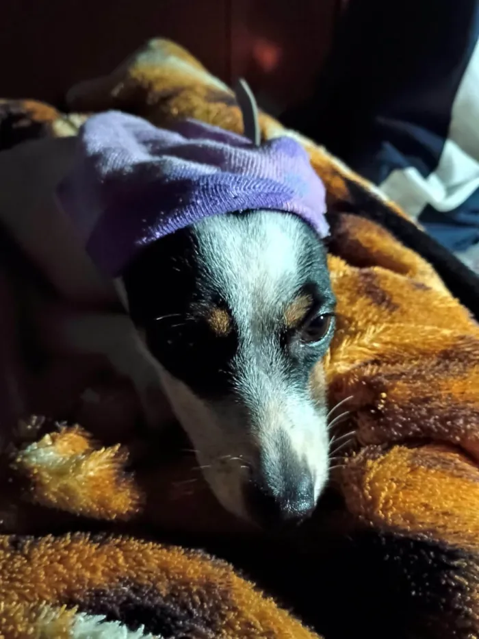 Cachorro ra a Pinscher idade 1 ano nome Fenix