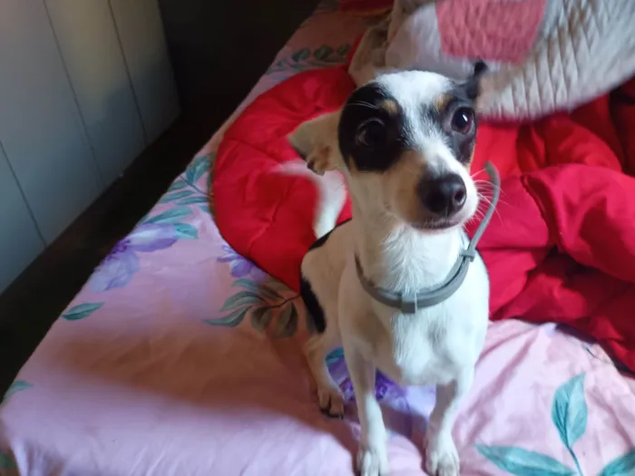 Cachorro ra a Pinscher idade 1 ano nome Fenix