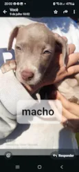 Filhotes Pitbullzinho