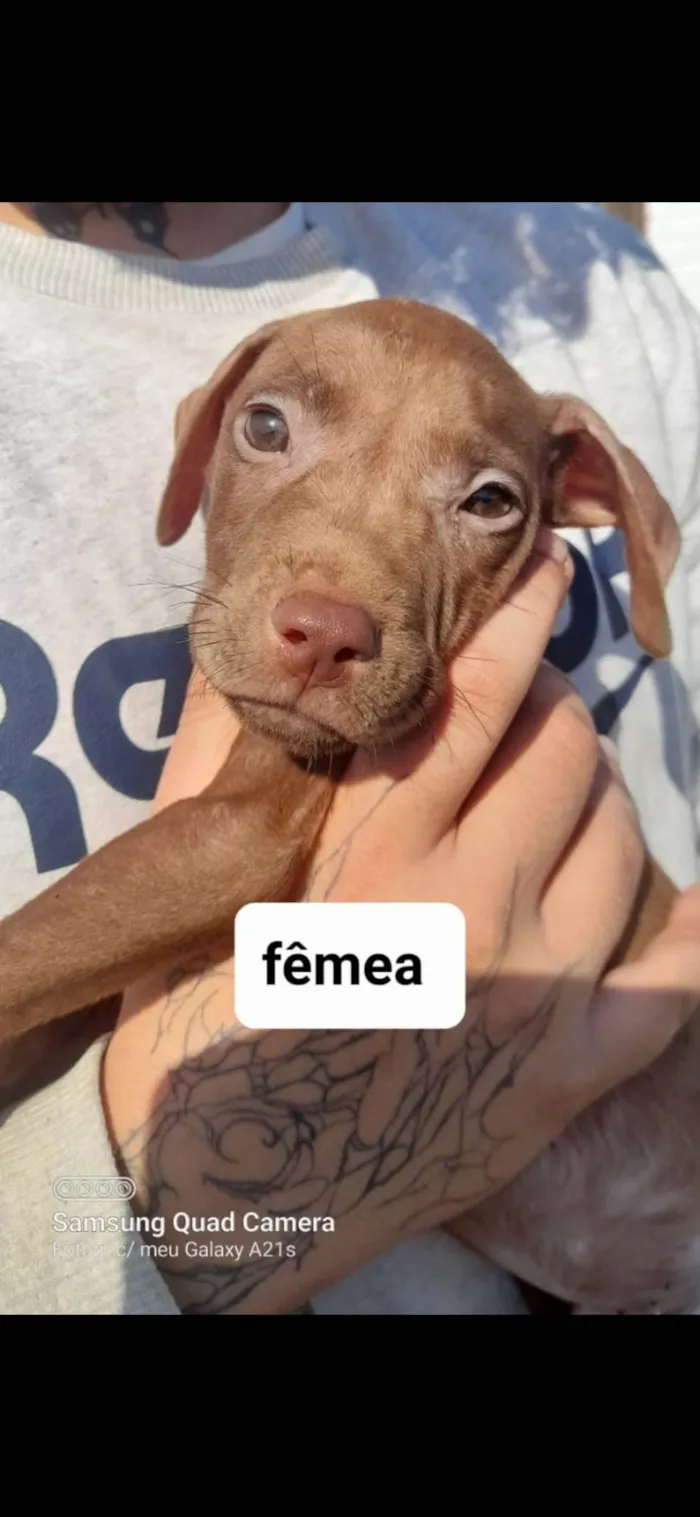 Cachorro ra a Pit-Bull idade 2 a 6 meses nome Filhotes Pitbullzinho 