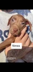 Filhotes Pitbullzinho